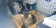 Vinny participe au concours pour gagner de l'argent avec cette photo : cat, tabby_cat, laundry_basket, laundry, clothes, folded_clothes, basket, indoor, tile_floor, fabric, bag, household, storage, pile, stack, pet, feline, animal, domestic, room