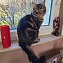 Vinny a rejoint le concours — aidez-le/la à gagner de superbes lots ! cat, tabby_cat, windowsill, window, yellow_eyes, tail, red_speaker, wooden_sculpture, indoor, pet, animal, feline, fur, striped, domestic_cat, curious, sitting, daylight, houseplant, decor