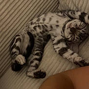 April a rejoint le concours — aidez-le/la à gagner de superbes lots ! kitten, cat, sleeping, spotted, couch, beige, furniture, relaxing, pet, animal, cozy, indoor, paw, fur, striped, resting, cute, domestic_cat, young, comfort