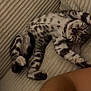 kitten, cat, sleeping, spotted, couch, beige, furniture, relaxing, pet, animal, cozy, indoor, paw, fur, striped, resting, cute, domestic_cat, young, comfort