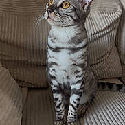 April a rejoint le concours — aidez-le/la à gagner de superbes lots ! alert, animal, beige, cat, couch, curious, cute, domestic_cat, ears, feline, fur, golden_eyes, indoor, looking_up, pet, sitting, spotted, striped, texture, whiskers