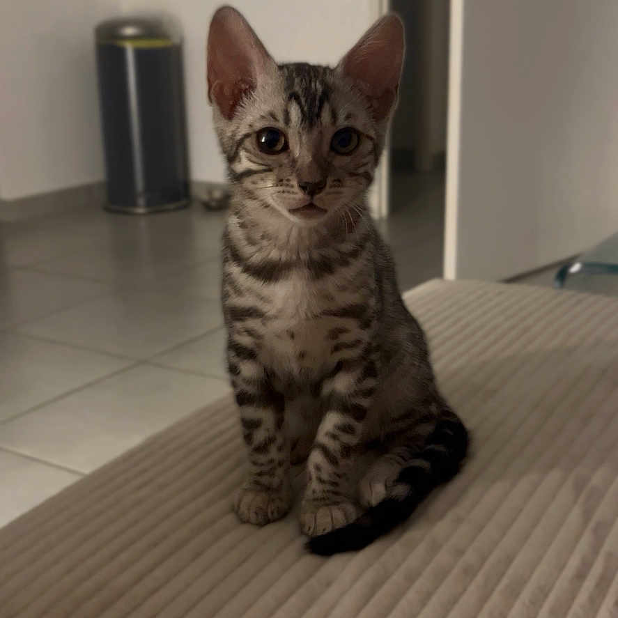 April participe au concours pour gagner de l'argent avec cette photo : animal, cat, cozy, curious, door, ears, eyes, feline, floor, fur, furniture, home, indoor, kitten, pet, sitting, spotted, striped, tail, trash_bin