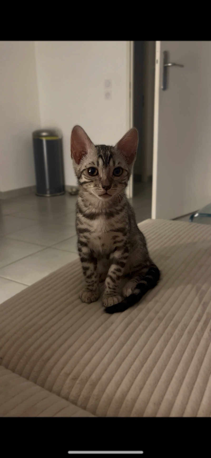 April participe au concours pour gagner de l'argent avec cette photo : kitten, cat, indoor, pet, animal, feline, curious, sitting, ears, eyes, striped, spotted, fur, tail, floor, door, trash_bin, home, furniture, cozy
