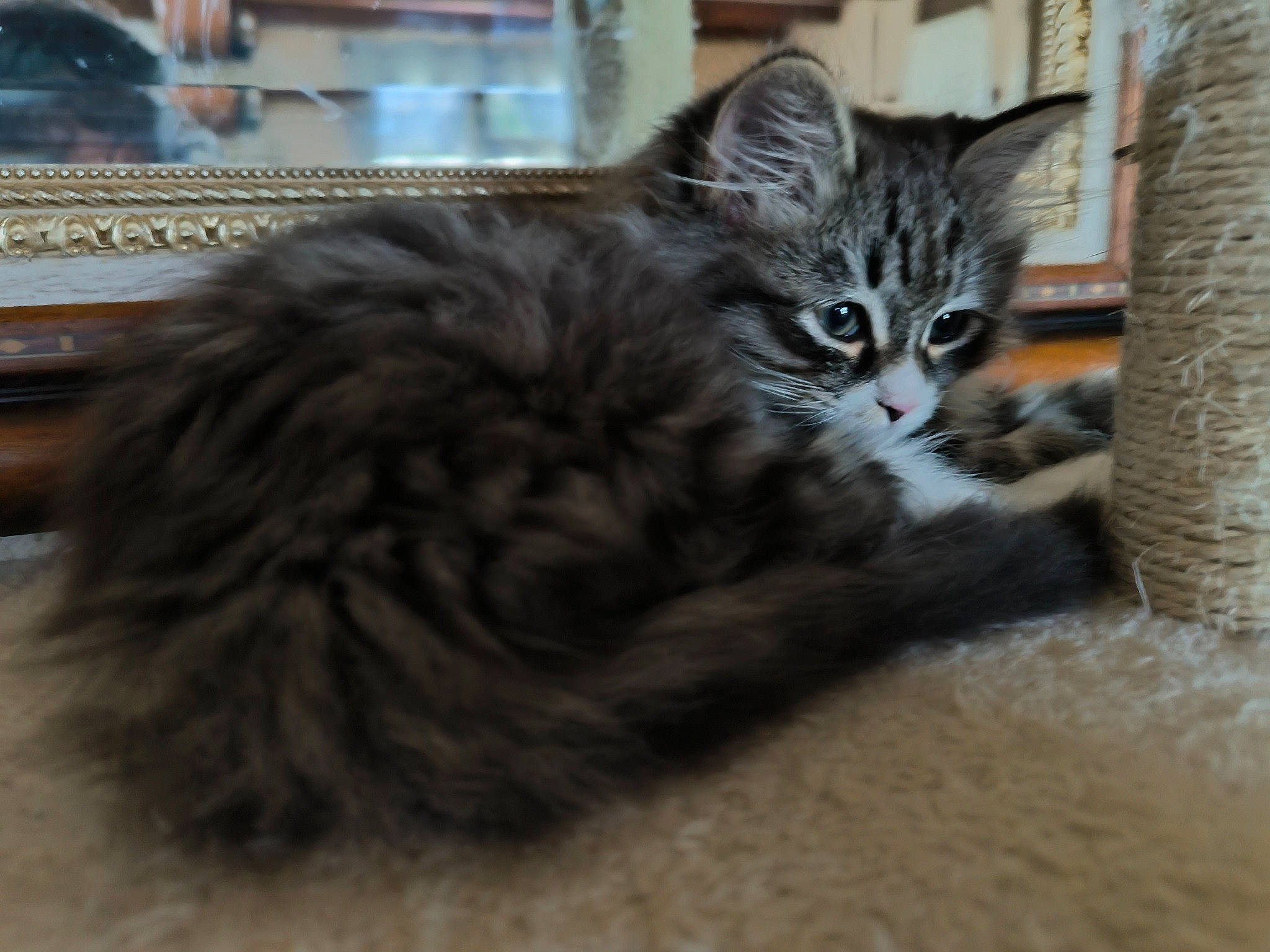 Ustone participe au concours pour gagner de l'argent avec cette photo : carnivore, cat, claw, domestic_short_haired_cat, felidae, fur, maine_coon, paw, small_to_medium_sized_cats, snout, tail, terrestrial_animal, whiskers