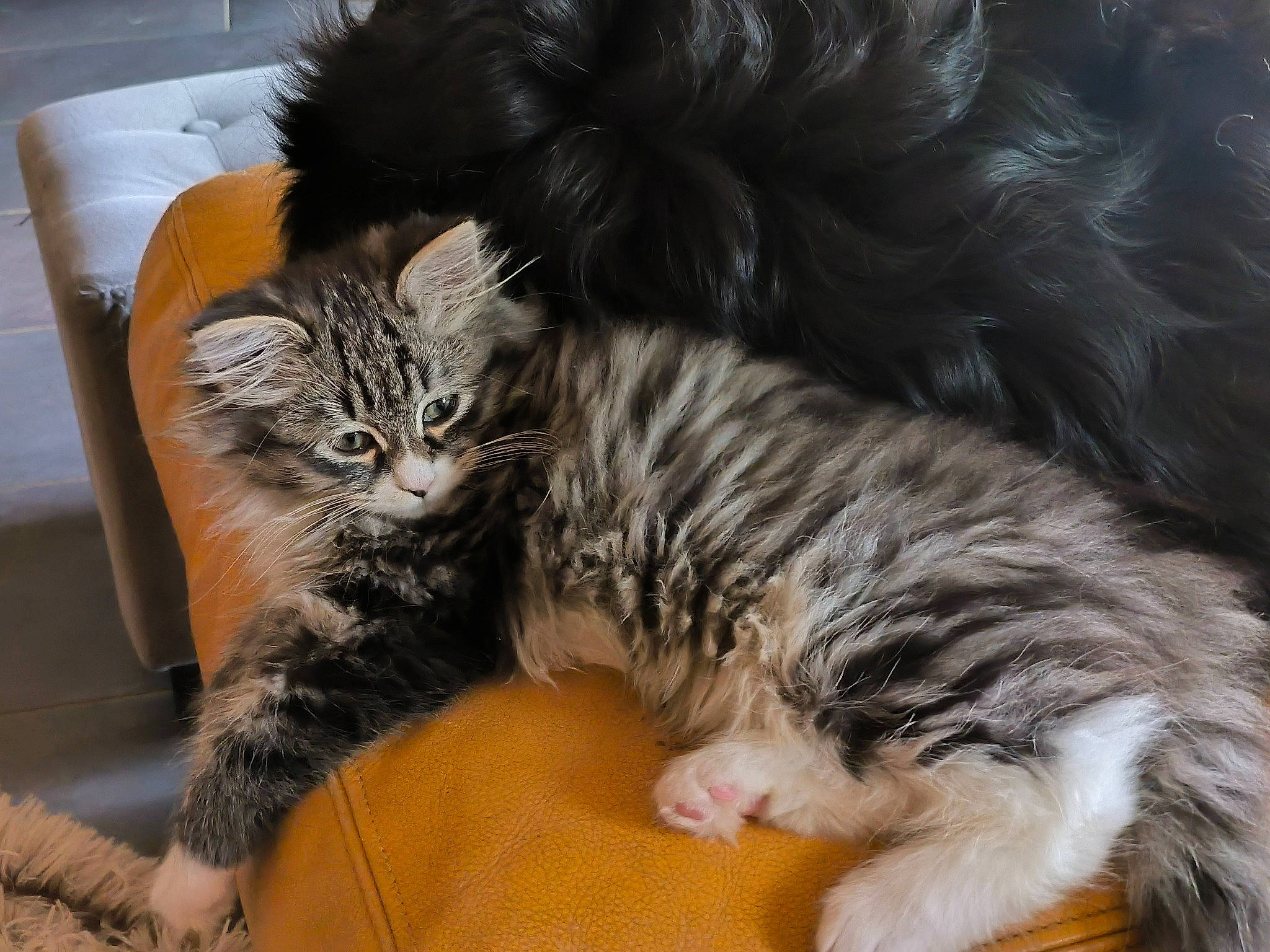 Ustone a rejoint le concours — aidez-le/la à gagner de superbes lots ! carnivore, cat, claw, comfort, domestic_short_haired_cat, felidae, fur, paw, small_to_medium_sized_cats, snout, tail, terrestrial_animal, whiskers