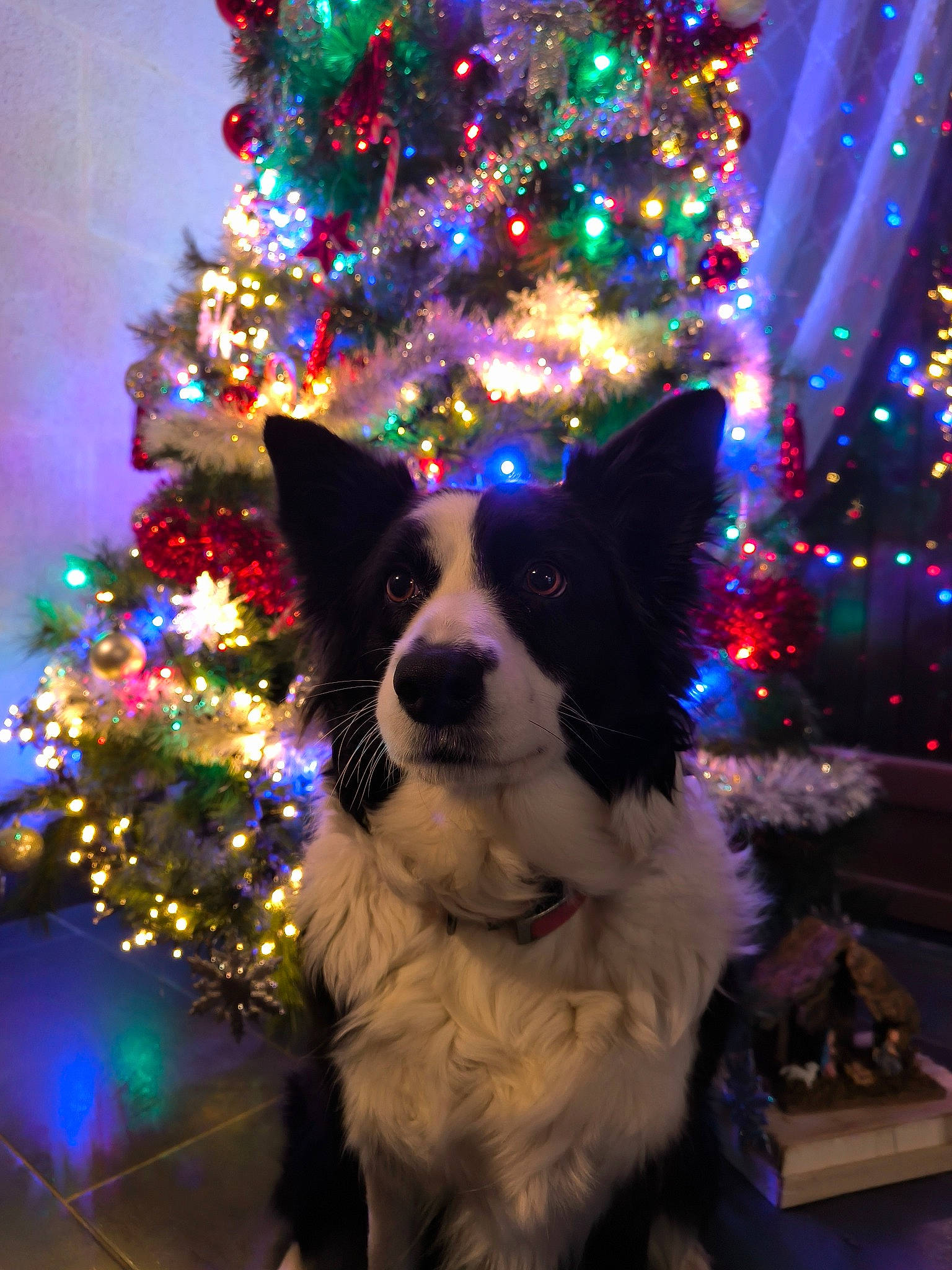 Ustone a rejoint le concours — aidez-le/la à gagner de superbes lots ! carnivore, christmas, christmas_decoration, christmas_ornament, christmas_tree, companion_dog, dog, dog_breed, electric_blue, event, evergreen, holiday, holiday_ornament, light, ornament, plant, purple, tree, white, woody_plant