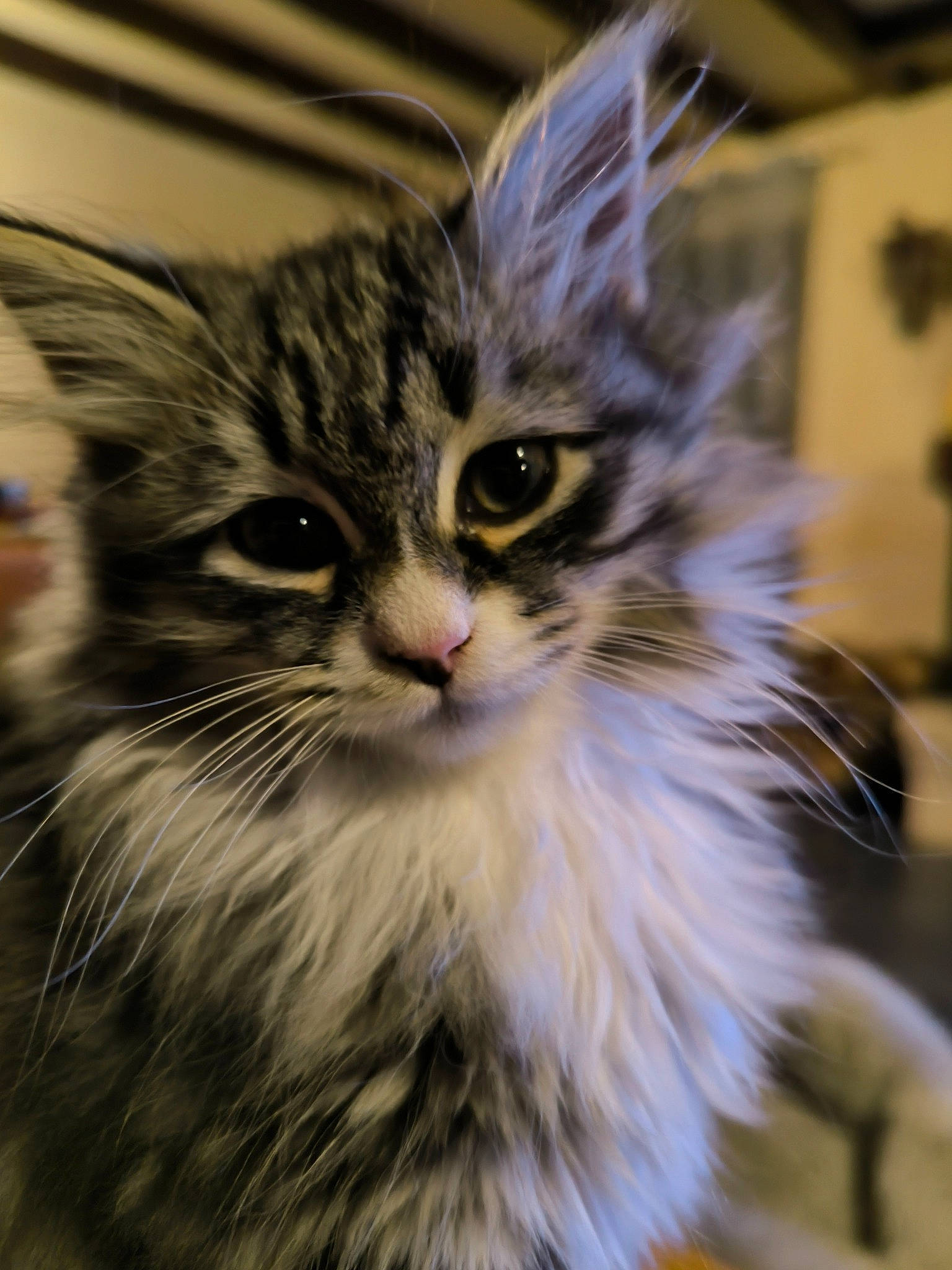 Ustone participe au concours pour gagner de l'argent avec cette photo : carnivore, cat, domestic_short_haired_cat, eye, felidae, fur, maine_coon, plant, small_to_medium_sized_cats, snout, whiskers