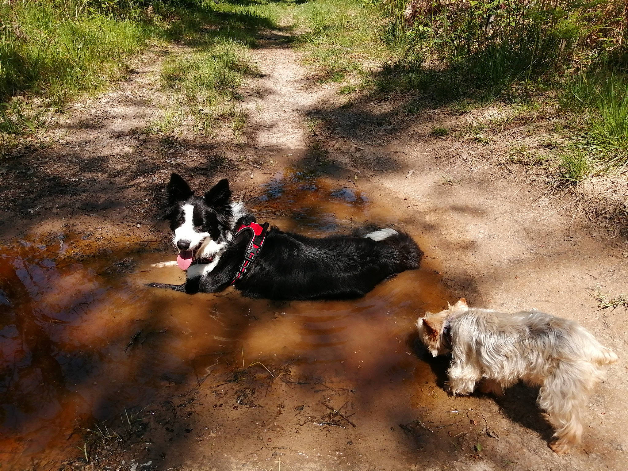 Ouitney participe au concours pour gagner de l'argent avec cette photo : carnivore, collar, companion_dog, dog, dog_breed, dog_supply, grass, herding_dog, leash, pack_animal, pet_supply, plant, shadow, snout, soil, sporting_group, tail, tree, vertebrate, working_animal