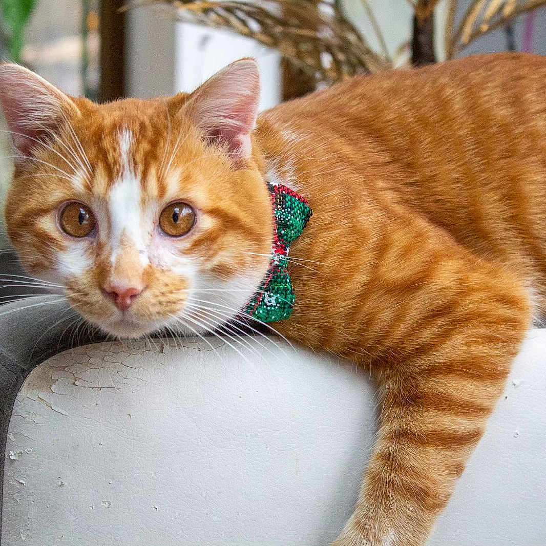 Olympe participe au concours pour gagner de l'argent avec cette photo : animal, armchair, bow_tie, cat, close_up, curious, cute, domestic_cat, ears, eyes, furniture, indoor, mammal, orange_tabby, paws, pet, relaxed, resting, tabby_pattern, whiskers