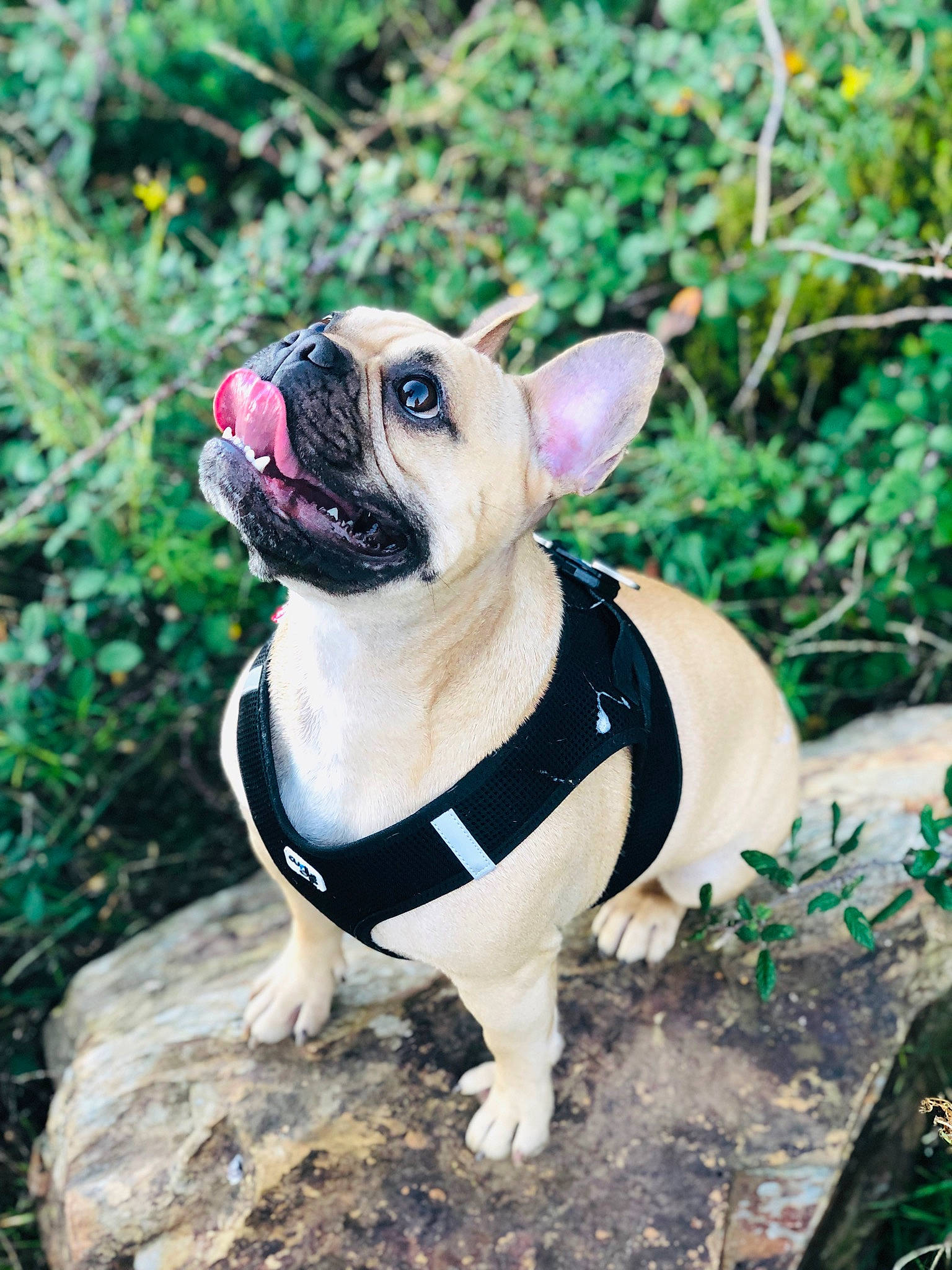 Kenya participe au concours pour gagner de l'argent avec cette photo : bulldog, carnivore, collar, companion_dog, dog, dog_breed, dog_collar, dog_supply, fawn, grass, leash, mammal, pet_supply, plant, pug, snout, sporting_group, toy, tree, vertebrate