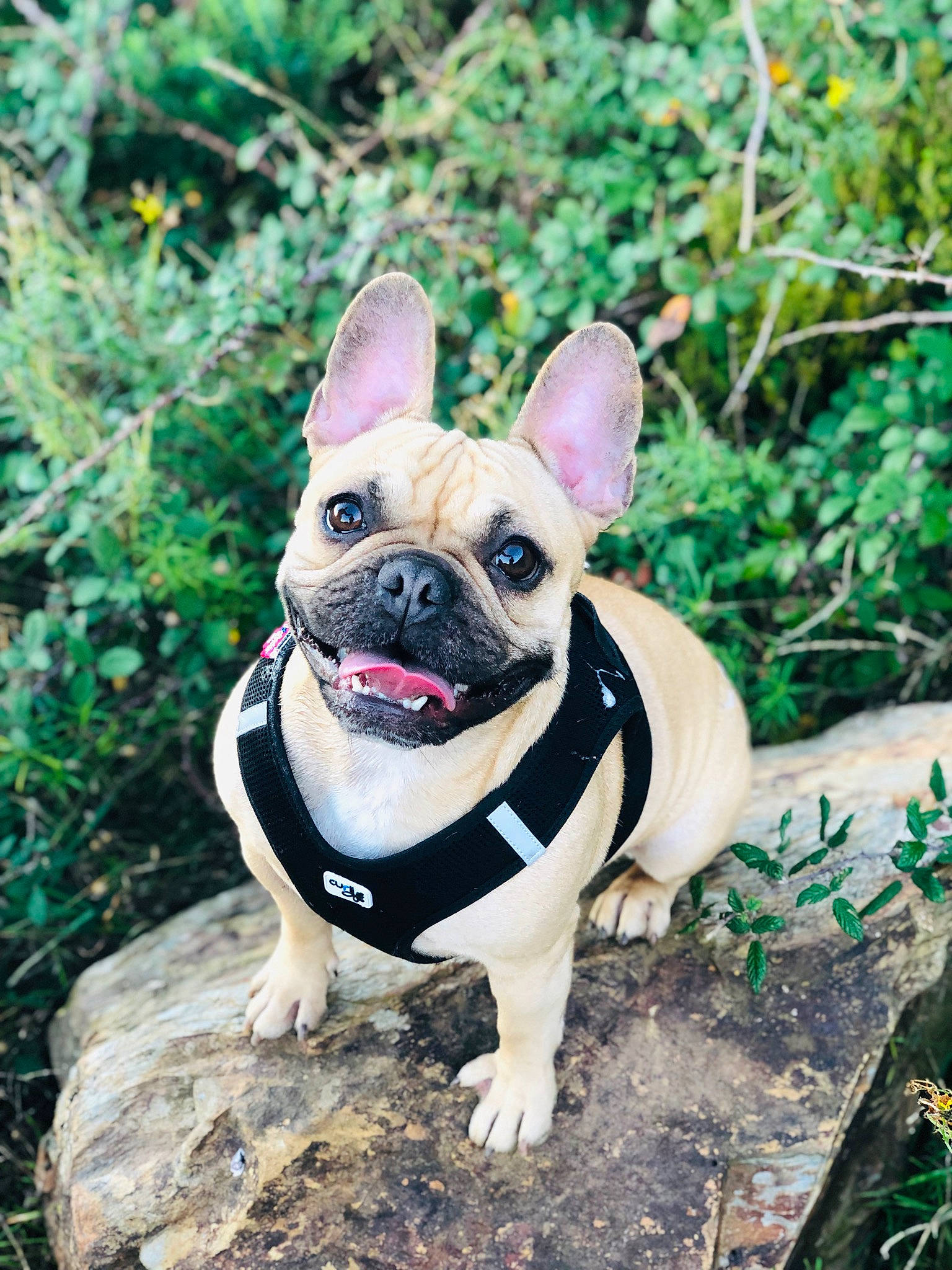 Kenya a rejoint le concours — aidez-le/la à gagner de superbes lots ! bulldog, canidae, carnivore, collar, companion_dog, dog, dog_breed, dog_collar, fawn, french_bulldog, grass, leash, plant, snout, soil, sporting_group, terrestrial_animal, toy_dog, whiskers, working_animal