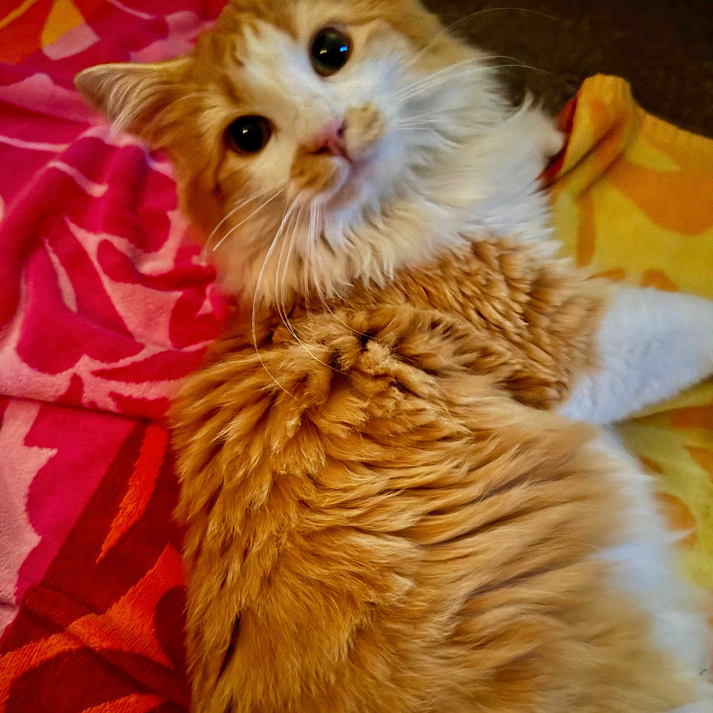 Mango joined the competition — help win amazing prizes! abyssinian, angora, animal, bed, blanket, cat, couch, cushion, furniture, hardwood, homedecor, kitten, manx, person, pet, plywood, quilt, siamese, towel, wood