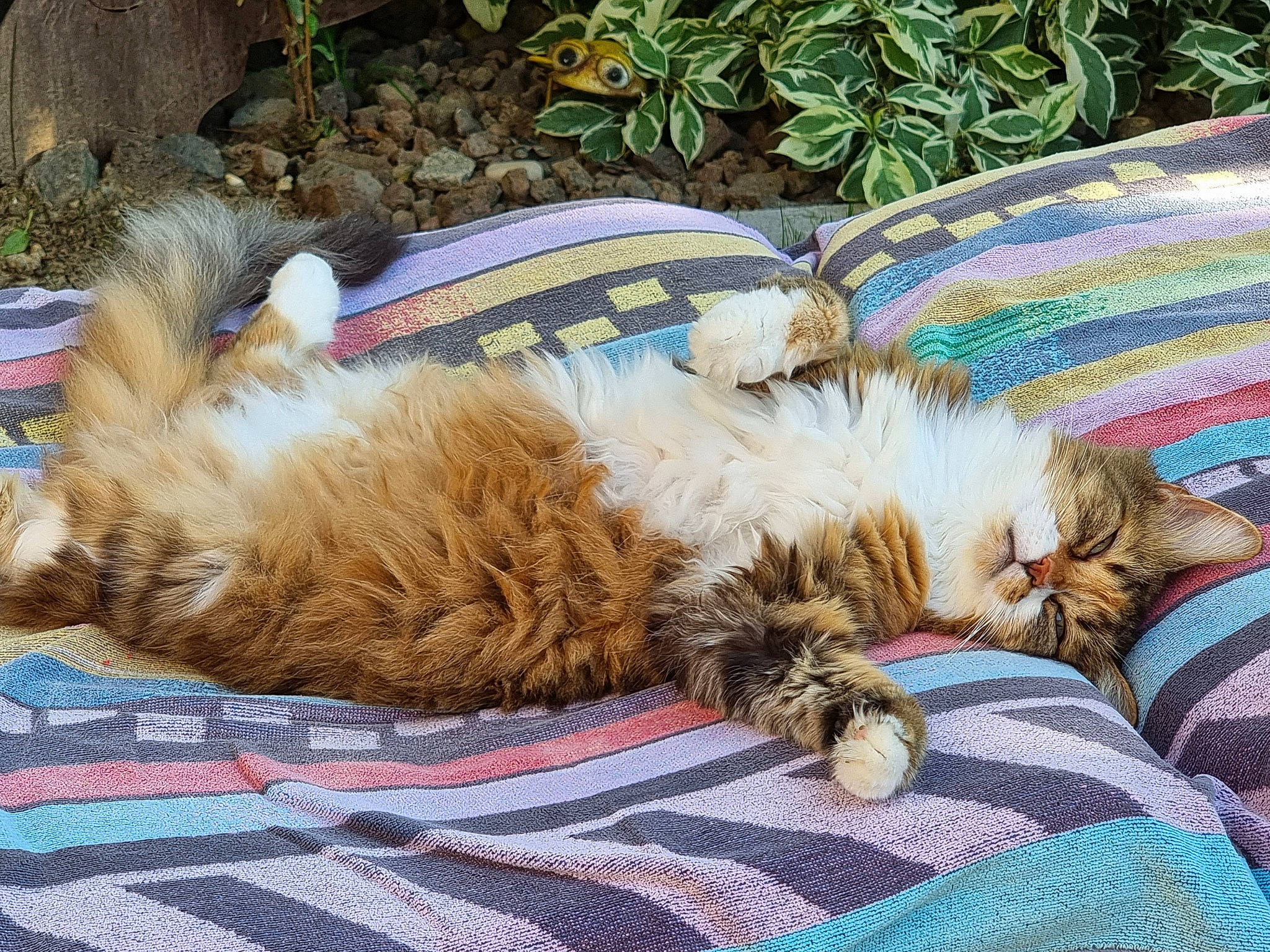 Nina a rejoint le concours — aidez-le/la à gagner de superbes lots ! carnivore, cat, cat_bed, claw, comfort, companion_dog, dog_breed, domestic_short_haired_cat, fawn, felidae, fur, grass, nap, paw, plant, sleep, small_to_medium_sized_cats, tail, textile, whiskers