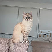 Happy a rejoint le concours — aidez-le/la à gagner de superbes lots ! cat, blue_eyes, fluffy, sitting, chair, living_room, sofa, table, modern, indoor, curious, furniture, tile_floor, skylight, light, pet, animal, cozy, home, relaxed