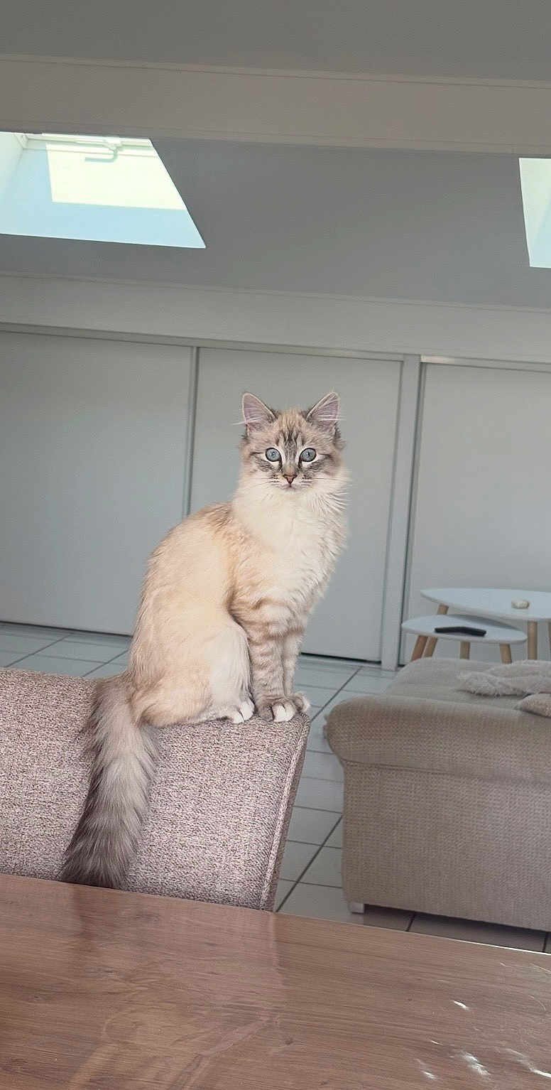 Happy a rejoint le concours — aidez-le/la à gagner de superbes lots ! cat, blue_eyes, fluffy, sitting, chair, living_room, sofa, table, modern, indoor, curious, furniture, tile_floor, skylight, light, pet, animal, cozy, home, relaxed