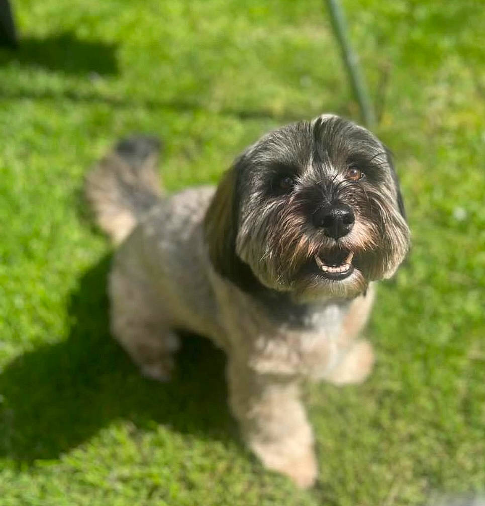 Blaze joined the competition — help win amazing prizes! canidae, carnivore, companion_dog, dog, dog_breed, dog_supply, fur, grass, groundcover, liver, maltepoo, shih_tzu, small_terrier, snout, sporting_group, terrestrial_animal, terrier, toy_dog, water_dog, working_animal