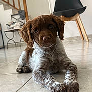 Baika a rejoint le concours — aidez-le/la à gagner de superbes lots ! animal, brown, chair, curious, cute, dog, domestic, floor, fur, home, indoor, looking, lying_down, pet, puppy, relaxed, staircase, tile, white, young