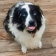 Sasha is registered to the contest to win money with this photo: adorable, alert, animal, black_and_white, blue_eyes, canine, companion, cute, dog, domestic_animal, fluffy, friendly, fur, indoor, looking_up, pet, playful, sitting, tongue_out, wooden_floor