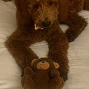 Scarlett is registered to the contest to win money with this photo: dog, puppy, brown_dog, curly_fur, fluffy, lying_down, bed, bedroom, teddy_bear, stuffed_animal, toy, paws, black_nose, dark_eyes, pet, indoors, cozy, cuddling, portrait, warm_lighting