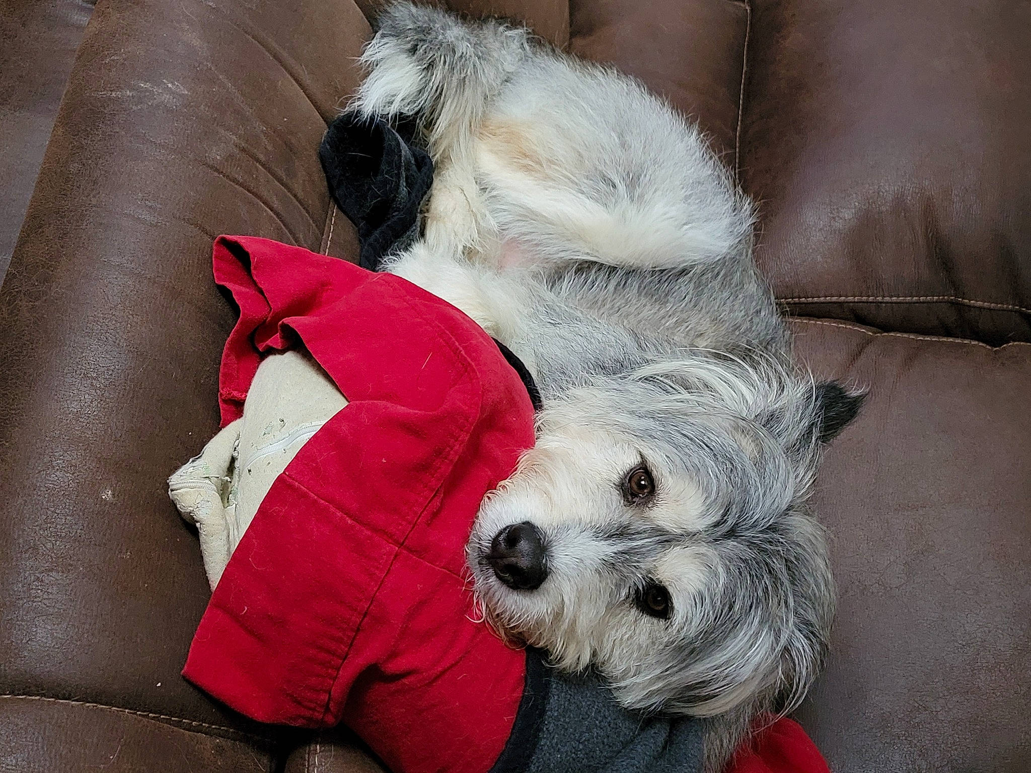 Joker joined the competition — help win amazing prizes! canidae, carnivore, comfort, companion_dog, dog, dog_breed, dog_clothes, dog_supply, fawn, fur, pet_supply, puppy_love, small_terrier, snout, sporting_group, terrier, toy, toy_dog, white, working_animal