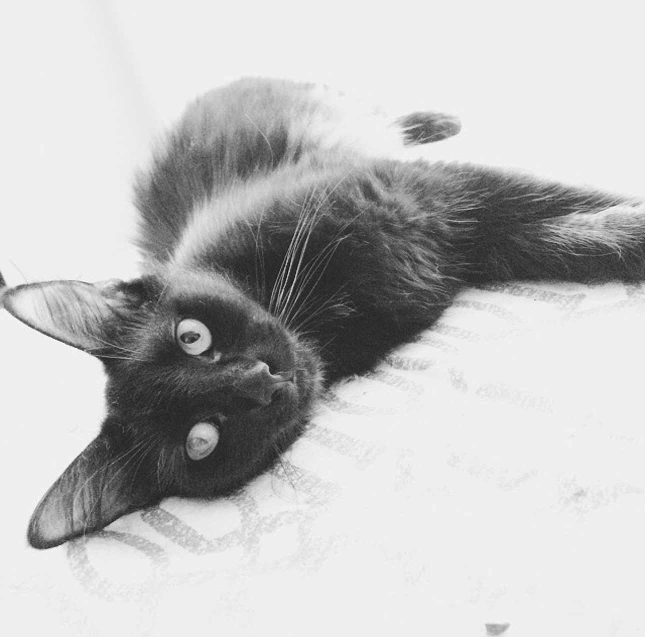 Pooka