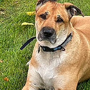 Xander is registered to the contest to win money with this photo: dog, grass, outdoor, pet, collar, animal, ears, brown_fur, white_chest, lying_down, nature, canine, muzzle, alert, daylight, leaf, snout, resting, fur_texture, domestic_animal