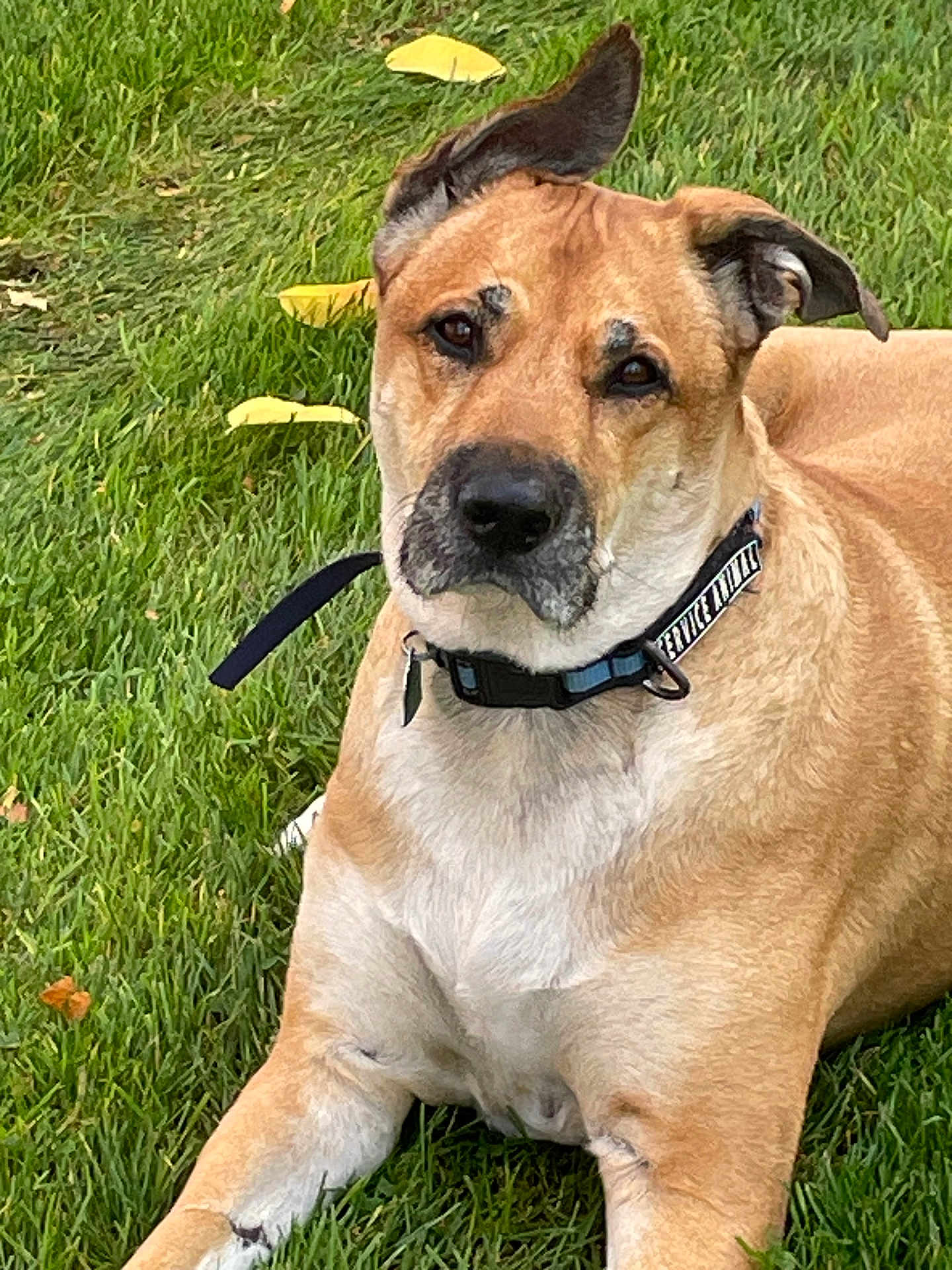 Xander is registered to the contest to win money with this photo: dog, grass, outdoor, pet, collar, animal, ears, brown_fur, white_chest, lying_down, nature, canine, muzzle, alert, daylight, leaf, snout, resting, fur_texture, domestic_animal