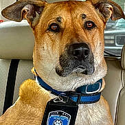 Xander joined the competition — help win amazing prizes! alert, animal, badge, brown_fur, calm, car_interior, closeup, collar, dog, ears, indoor, leather, nose, pet, seat, seatbelt, service_animal, transportation, whiskers, window
