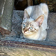 Silver participe au concours pour gagner de l'argent avec cette photo : cat, kitten, blue_eyes, animal, feline, fur, white_fur, striped_face, whiskers, ears, nose, portrait, close_up, looking_at_camera, resting, doorway, wood, stone, outdoors, rustic