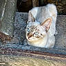 cat, kitten, blue_eyes, animal, feline, fur, white_fur, striped_face, whiskers, ears, nose, portrait, close_up, looking_at_camera, resting, doorway, wood, stone, outdoors, rustic