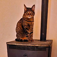 Ruby a rejoint le concours — aidez-le/la à gagner de superbes lots ! cat, tabby, indoor, stove, pet, animal, feline, striped, sitting, warm, cozy, household, fur, ears, whiskers, eyes, mammal, domestic, resting, curious