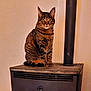 cat, tabby, indoor, stove, pet, animal, feline, striped, sitting, warm, cozy, household, fur, ears, whiskers, eyes, mammal, domestic, resting, curious
