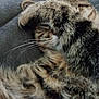 Ruby participe au concours pour gagner de l'argent avec cette photo : cat, tabby, sleeping, paw, close_up, fur, whiskers, cozy, blanket, pet, domestic_animal, animal, cute, relaxing, resting, soft, feline, indoors, snuggling, peaceful