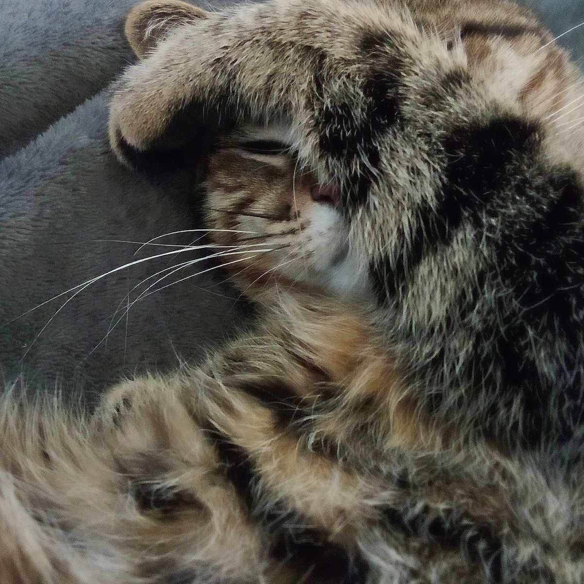 Ruby participe au concours pour gagner de l'argent avec cette photo : animal, blanket, cat, close_up, cozy, cute, domestic_animal, feline, fur, indoors, paw, peaceful, pet, relaxing, resting, sleeping, snuggling, soft, tabby, whiskers