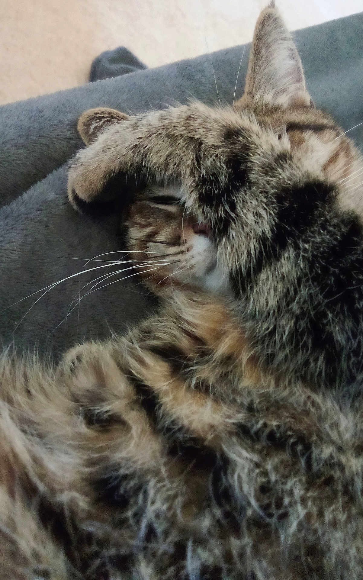 Ruby participe au concours pour gagner de l'argent avec cette photo : cat, tabby, sleeping, paw, close_up, fur, whiskers, cozy, blanket, pet, domestic_animal, animal, cute, relaxing, resting, soft, feline, indoors, snuggling, peaceful