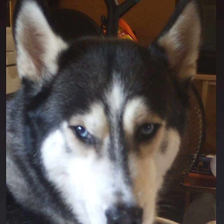 Sabre joined the competition — help win amazing prizes! animal, canine, dog, eskimodog, hound, husky, pet, puppy