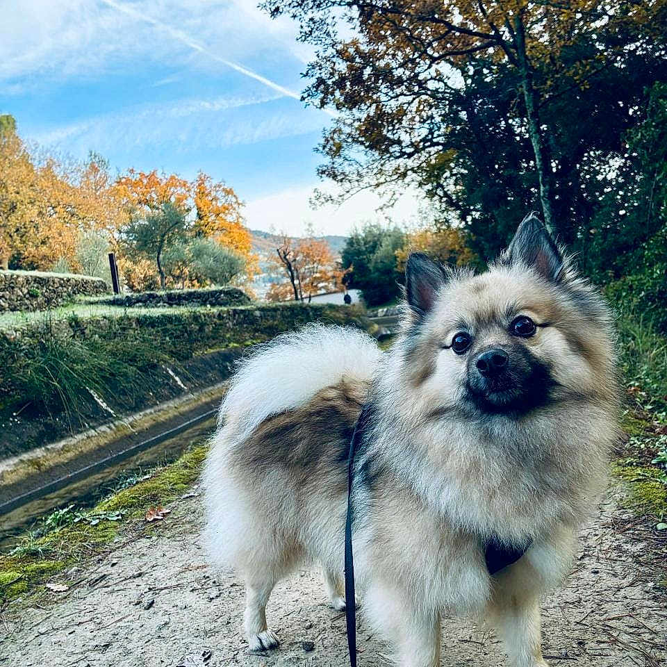 Pablo a rejoint le concours — aidez-le/la à gagner de superbes lots ! autumn, bushes, canal, clouds, curious_expression, dog, fluffy_dog, fur, harness, leaf_litter, leash, nature, outdoor, path, paws, portrait, sky, smile, trail, trees