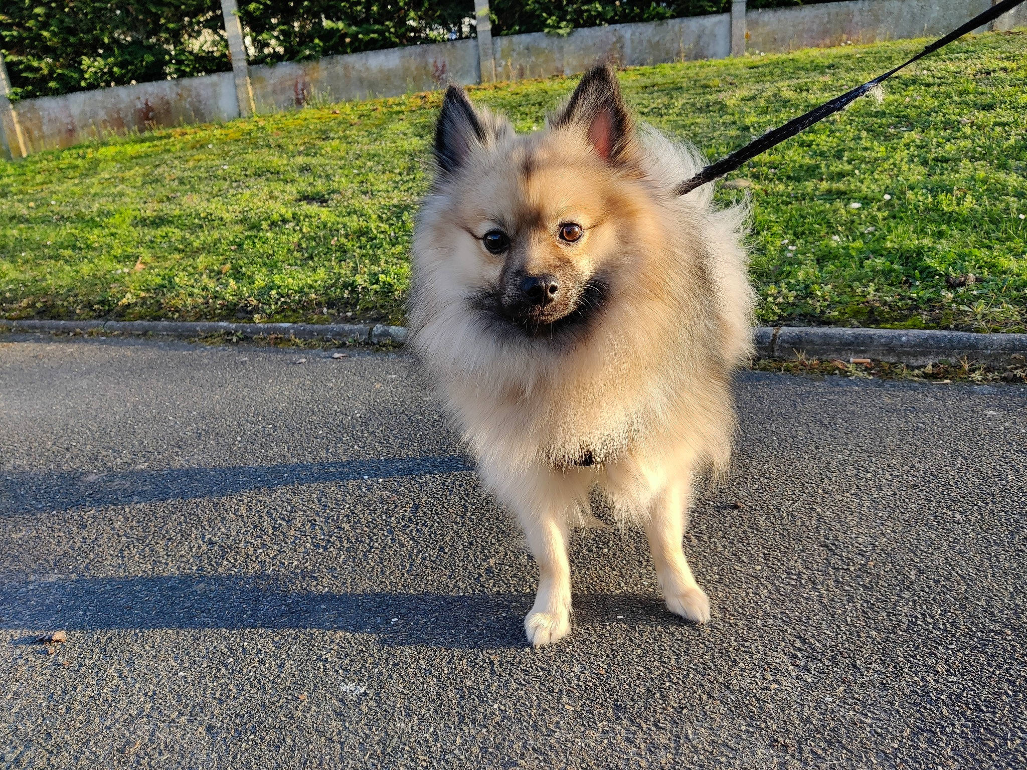 Pablo participe au concours pour gagner de l'argent avec cette photo : asphalt, canidae, carnivore, companion_dog, dog, dog_breed, fawn, fence, fur, german_spitz_klein, grass, plant, road_surface, snout, spitz, sporting_group, tail, toy_dog, tree, whiskers