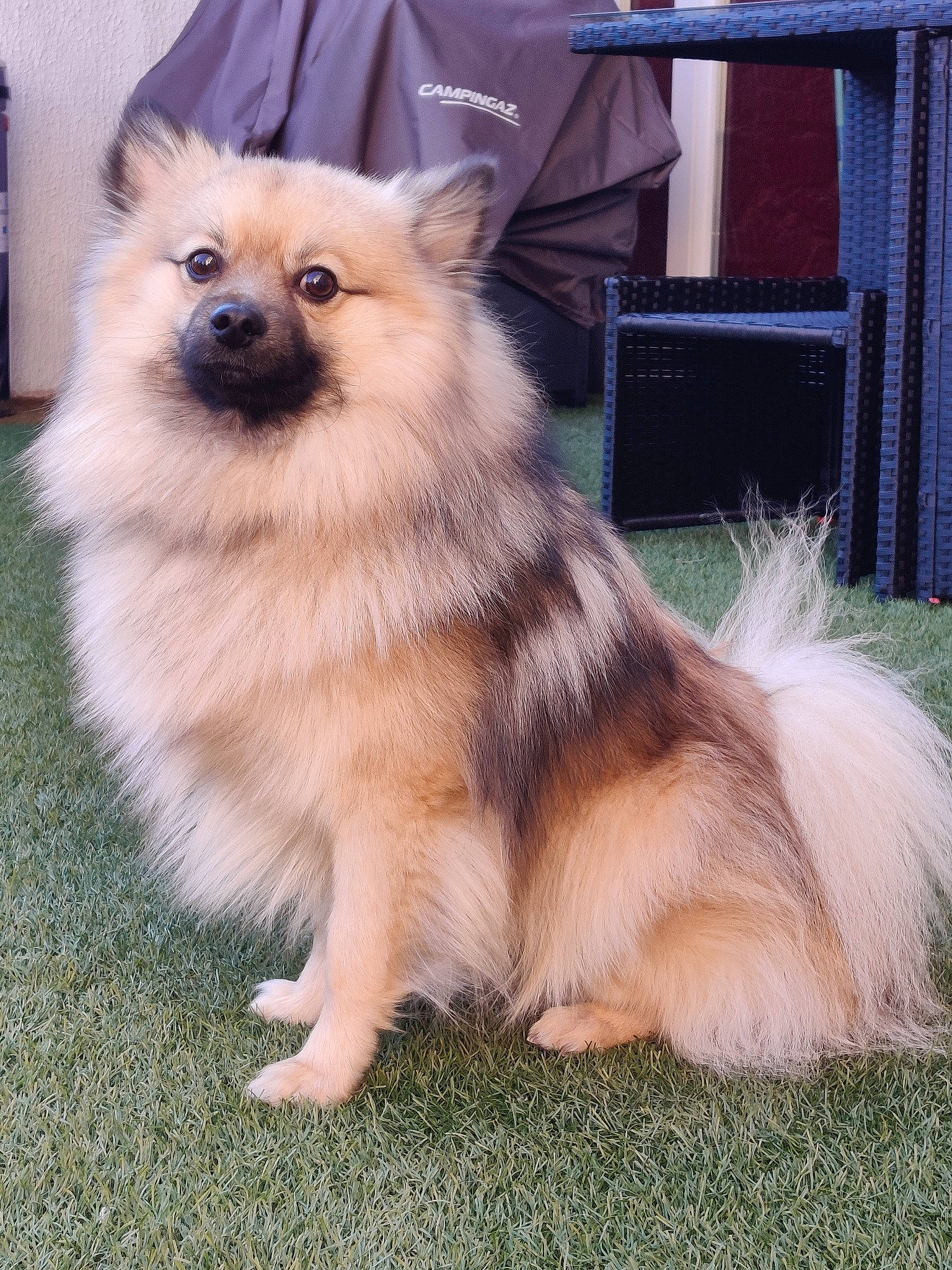 Pablo a rejoint le concours — aidez-le/la à gagner de superbes lots ! ancient_dog_breeds, canidae, carnivore, companion_dog, dog, dog_breed, fawn, fur, german_spitz, german_spitz_klein, german_spitz_mittel, non_sporting_group, pomeranian, snout, spitz, terrestrial_animal, toy_dog, volpino_italiano, whiskers