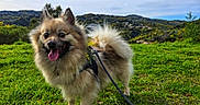 Pablo participe au concours pour gagner de l'argent avec cette photo : dog, eyes, fluffy, fur, grassy_field, greenery, happy, harness, hills, landscape, leash, nature, outdoor, pet, pomeranian, portrait, sky, small_dog, tongue_out, walking