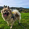 dog, eyes, fluffy, fur, grassy_field, greenery, happy, harness, hills, landscape, leash, nature, outdoor, pet, pomeranian, portrait, sky, small_dog, tongue_out, walking