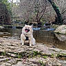 Pablo a rejoint le concours — aidez-le/la à gagner de superbes lots ! creek, dog, fluffy_dog, forest, happy, harness, moss, nature, outdoor, pet, pomeranian, portrait, river_bank, rocks, scenic, sitting, smiling, tongue_out, trees, water