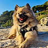 Pablo a rejoint le concours — aidez-le/la à gagner de superbes lots ! beach, canine, close_up, dog, fluffy, fur, golden_hour, harness, leash, nature, outdoor, pet, pomeranian, portrait, rocks, sand, smiling, sunlight, tongue_out, trees