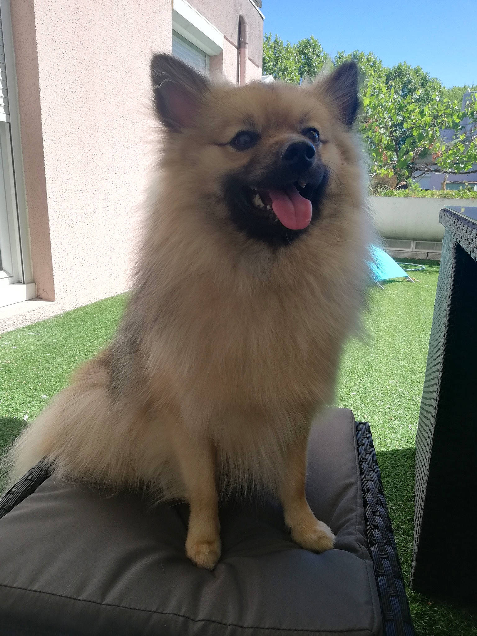 Pablo a rejoint le concours — aidez-le/la à gagner de superbes lots ! building, canidae, carnivore, companion_dog, dog, dog_breed, dog_supply, fawn, fur, german_spitz, german_spitz_klein, german_spitz_mittel, grass, sky, snout, spitz, sporting_group, tail, whiskers, working_animal