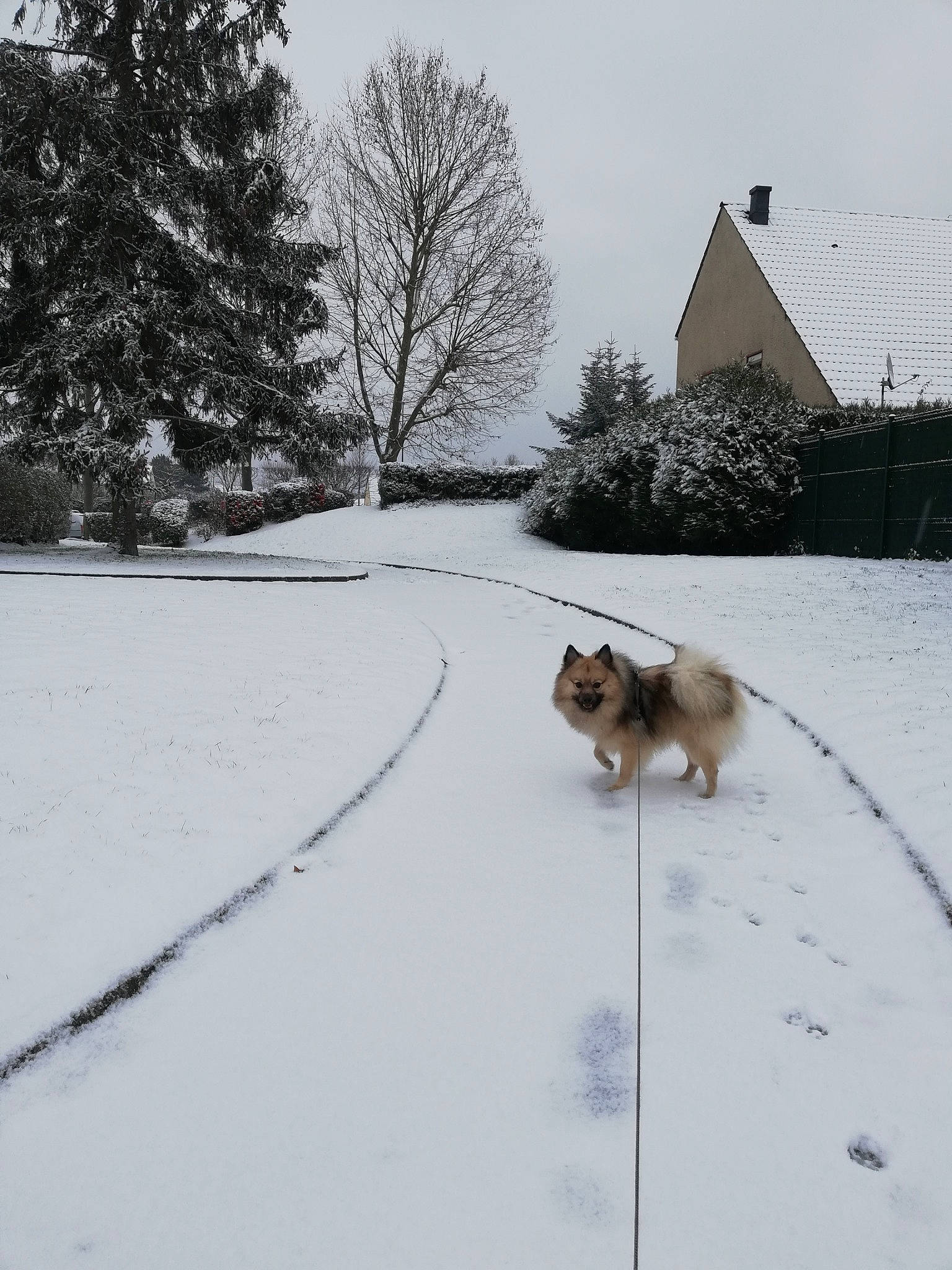 Pablo a rejoint le concours — aidez-le/la à gagner de superbes lots ! building, carnivore, companion_dog, dog, dog_breed, fawn, freezing, geological_phenomenon, landscape, pet_supply, precipitation, roof, sky, slope, snout, snow, sporting_group, tail, tree, winter