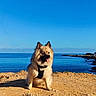beach, blue_sky, coastline, dog, fluffy, fur, harness, horizon, ocean, outdoor, pet, pomeranian, portrait, rocks, sand, sea, sitting, sunny, tongue_out, water