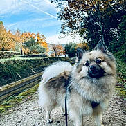 Pablo joined the competition — help win amazing prizes! dog, fluffy_dog, leash, harness, outdoor, autumn, trees, trail, path, canal, sky, clouds, leaf_litter, fur, portrait, curious_expression, paws, nature, bushes, smile