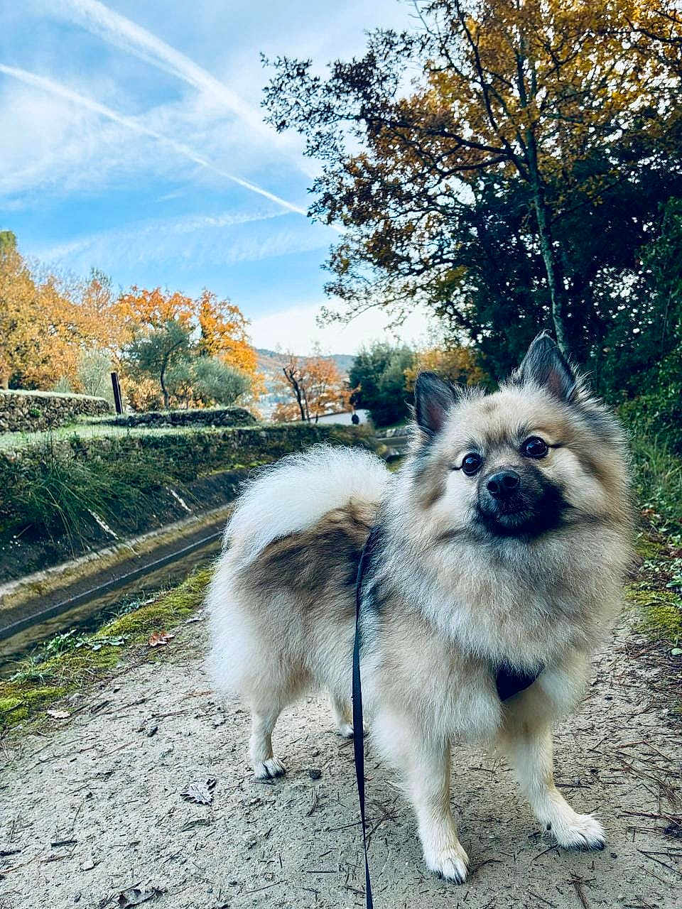 Pablo joined the competition — help win amazing prizes! dog, fluffy_dog, leash, harness, outdoor, autumn, trees, trail, path, canal, sky, clouds, leaf_litter, fur, portrait, curious_expression, paws, nature, bushes, smile