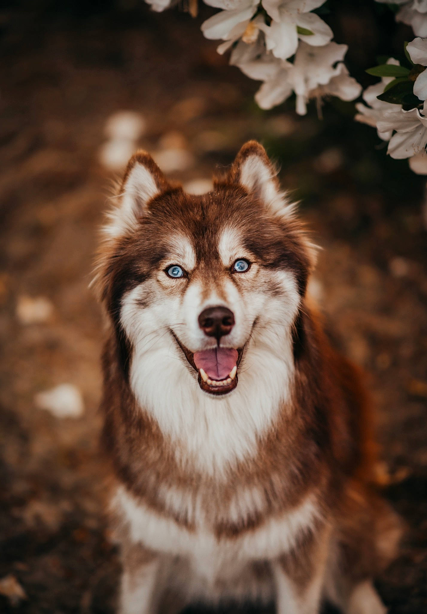 Astra joined the competition — help win amazing prizes! carnivore, close_up, companion_dog, dog, dog_breed, eye, fang, flash_photography, fur, grass, head, human_body, iris, jaw, plant, sled_dog, smile, snout, tree, whiskers