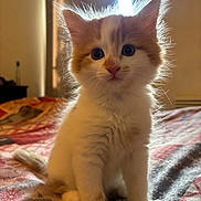 Cjj is registered to the contest to win money with this photo: animal, backlit, bed, blanket, cat, cozy, curtains, cute, domestic, feline, fluffy, fur, indoor, kitten, orange_and_white, pet, portrait, sitting, window, young